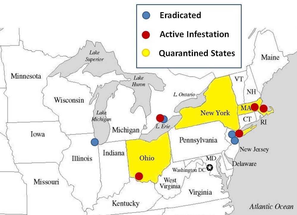 asian longhorned beetle map